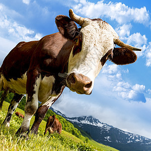 阿尔卑牛动物农场小木屋喇叭哺乳动物头发毛皮小牛胸部鼻孔图片