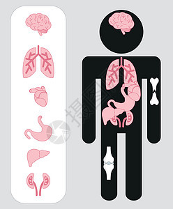 人体器官的医学图标与身体设置肾脏生物胆囊肌肉解剖学生物学子宫阴影膀胱科学图片
