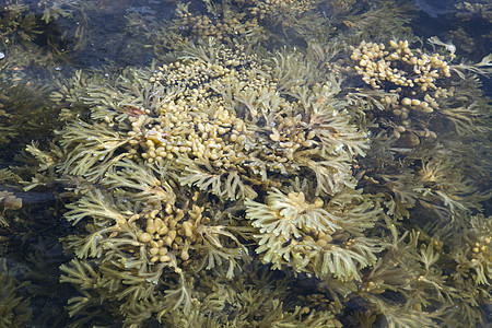 白海海域海藻植物绿色植物群生物学海草水平藻类环境杂草图片