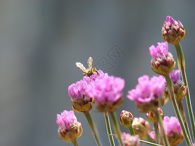 蜜蜂聚集花粉图片