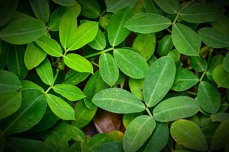绿叶背景叶子木头绿色植物图片