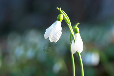 雪滴  春花白花植被宏观季节植物群叶子公园植物森林花园花瓣图片