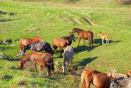 马群草地蓝色天空马术板栗跑步动物哺乳动物家庭荒野图片