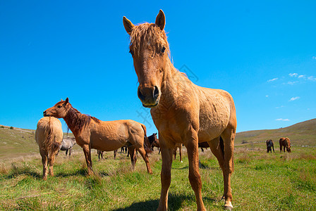 马群鬃毛蓝色荒野农场跑步马术野生动物家庭板栗动物图片