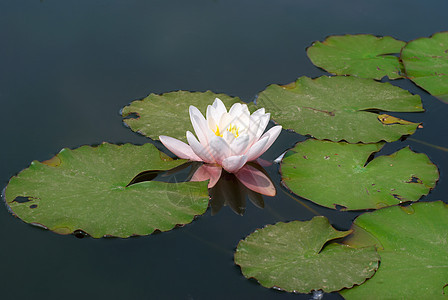 水百里季节情调植物睡莲荒野荷花水池池塘冥想花瓣图片