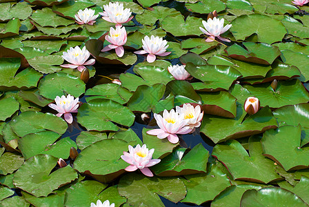水百里季节植物群反射池塘环境情调荷花水池花园异国图片