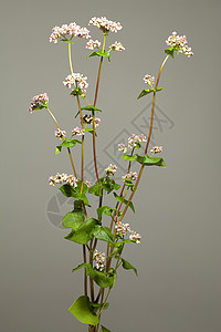 湿热粉色植物群花序灰色背景叶子宏观植物白色图片