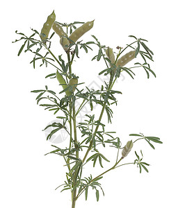羽扇豆荚叶子种子植物饲料宏观图片