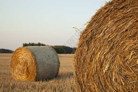 风景植物农业稻草吸管天空田园风光景色收成蓝色图片
