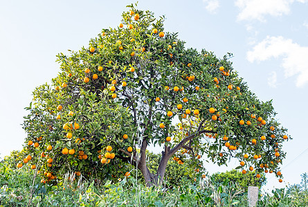 葡萄牙乡下橙树 位于葡萄牙农业健康水果果汁橙子生长天空叶子植物收获图片
