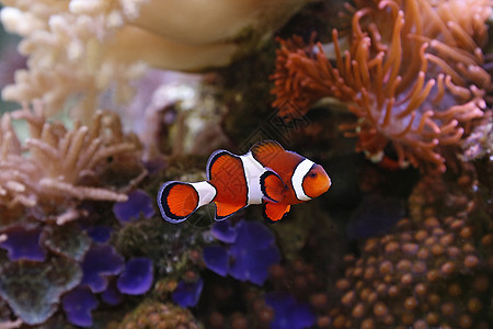 小丑鱼条纹小丑野生动物异国橙子宠物动物热带游泳海葵图片