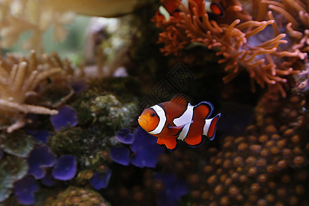 小丑鱼盐水情调白色海洋热带条纹海葵潜水水族馆动物图片