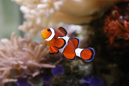 小丑鱼动物异国水族馆游泳橙子海洋海葵宠物宏观潜水图片