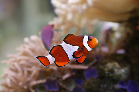 小丑鱼宏观海洋游泳水族馆条纹白色热带盐水情调海葵图片