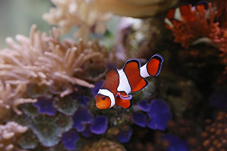 小丑鱼异国游泳热带盐水橙子条纹野生动物海葵情调水族馆图片