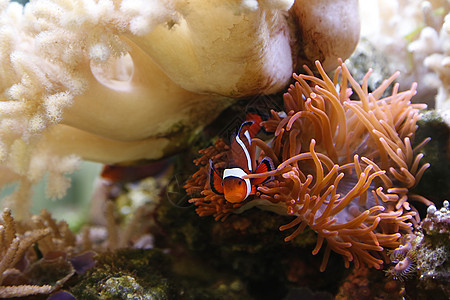 小丑鱼动物热带盐水橙子条纹宏观白色游泳水族馆潜水图片