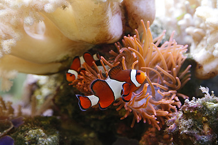 小丑鱼盐水热带珊瑚潜水条纹水族馆宠物异国游泳海洋图片
