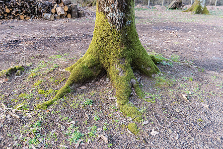 树根覆盖苔苗树干公园植物树木环境树叶季节松树地面橡木图片