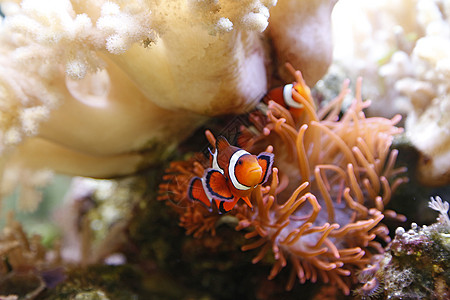 小丑鱼游泳条纹盐水野生动物热带宏观宠物潜水小丑珊瑚图片
