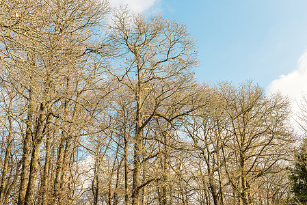 在树林里 意大利尼米森林风景爬坡树木天空农村森林蓝色季节旅游国家图片