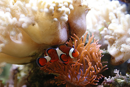 小丑鱼海洋情调野生动物游泳小丑条纹潜水动物珊瑚橙子图片