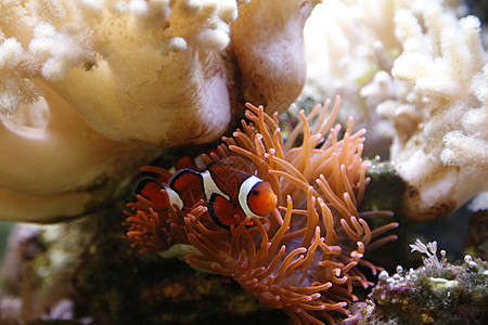 小丑鱼野生动物宏观橙子宠物水族馆异国潜水情调珊瑚海洋图片