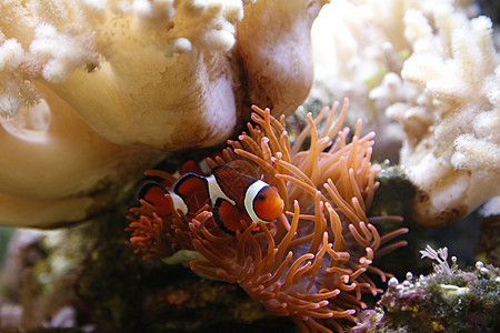 小丑鱼野生动物宏观橙子宠物水族馆异国潜水情调珊瑚海洋图片