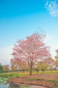 美丽的塔布比亚玫瑰树粉红色花朵在蓝天的花园中开花图片