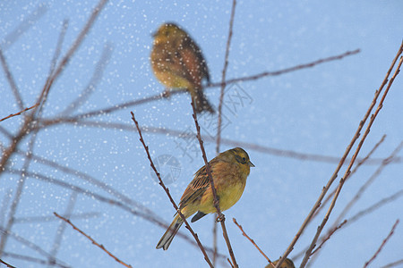 鸟鸟类男性鸟类学山雀野生动物翅膀动物园荒野羽毛蓝色图片