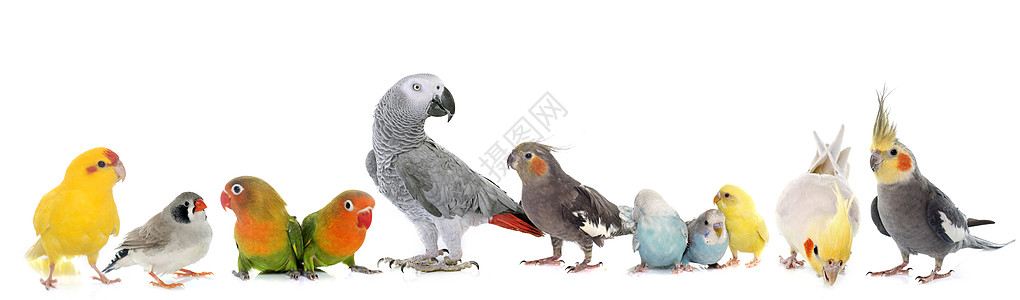 鸟类群蓝色动物工作室男性鹦鹉团体虎皮囚禁灰色爱情图片