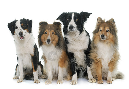 四只漂亮的狗女性工作室白色小狗黑色团体牧羊犬牧羊人棕色动物图片