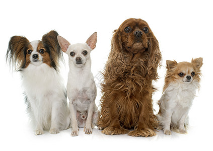 一组狗狗三色工作室动物棕色宠物猎犬团体成人白色骑士图片