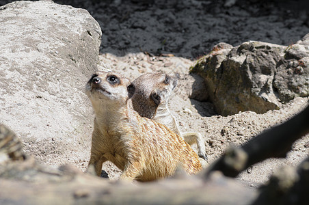 露天动物园的米尔卡特棕色哺乳动物野生动物鼻子荒野头发岩石自然眼睛动物图片