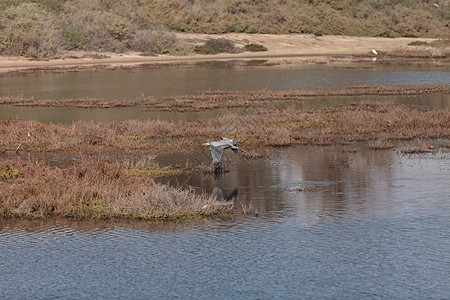 大蓝海绵鸟饲料荒野潮汐池海岸线沼泽湿地苍鹭滨鸟翅膀海滩图片