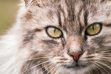 美丽的毛绒猫肖像小猫动物毛皮木头瞳孔宠物注意力哺乳动物虎斑鼻子图片