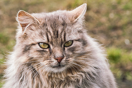 美丽的毛绒猫肖像晶须农场猫咪瞳孔毛皮动物虎斑小猫注意力哺乳动物图片