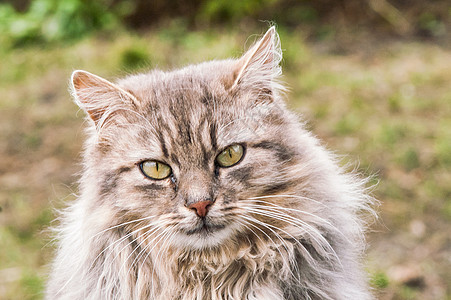 美丽的毛绒猫肖像小猫羊毛虎斑哺乳动物动物猫咪投标瞳孔晶须爪子图片