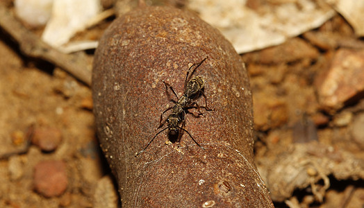 塔马林上的蚂蚁图片