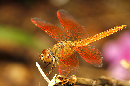 在花园的泰王国 紧紧闭橙色苍蝇腹部眼睛动物野生动物极光叶子翅膀漏洞植物男性图片