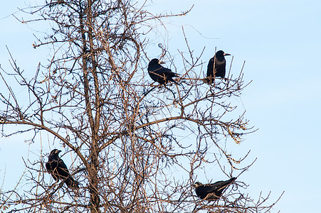 乌鸦在树上木头腐肉野生动物力量森林地平线公园翅膀栖息环境图片