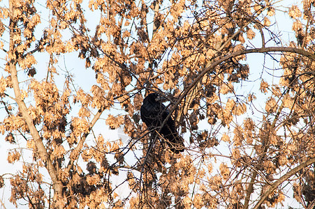 乌鸦在树上栖息木头力量公园荒野地平线植物羽毛野生动物翅膀图片