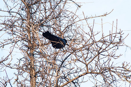 乌鸦在树上木头力量森林野生动物地平线树干腐肉天空翅膀公园图片