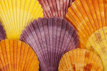 本底背景多彩的软体动物海壳 特写海洋生物壳类海鲜紫色自然骨骼情调水族馆异国热带图片