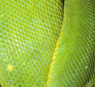 绿树皮宠物爬虫皮肤丛林热带动物群荒野舌头树叶蛇皮图片