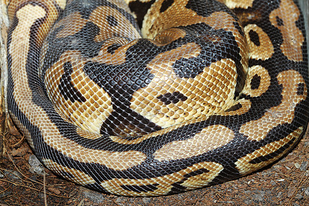 皮松球蛇皮美丽舌头野生动物遗传学宠物黑色眼睛皇家皮肤异国图片
