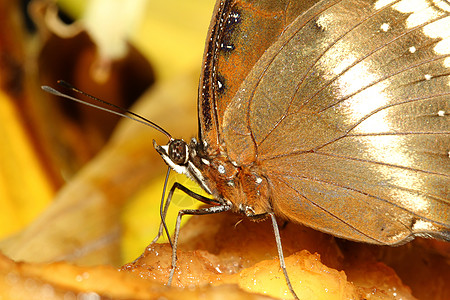 紧紧的棕蝴蝶蓝色棕色斑点昆虫学奶油触角白色眼睛热带动物图片