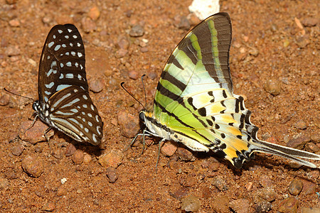 两只蝴蝶在森林中的地面上图片