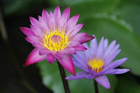 两朵莲花和莲花植物图片