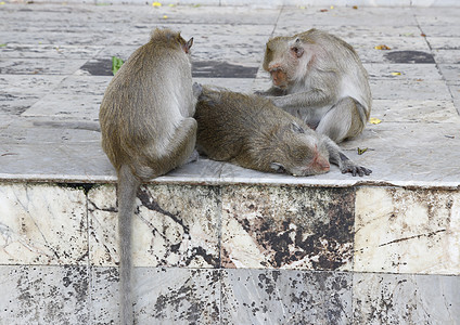 猴子寻找跳蚤和虱子荒野孩子蜱虫长尾家庭蟹猴哺乳动物孩子们野生动物猕猴图片