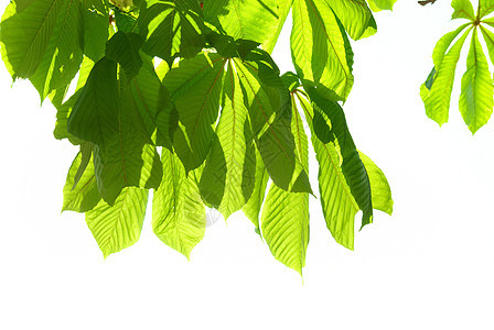 绿栗子叶气候植物群花园木头森林生态植物持有者季节太阳图片